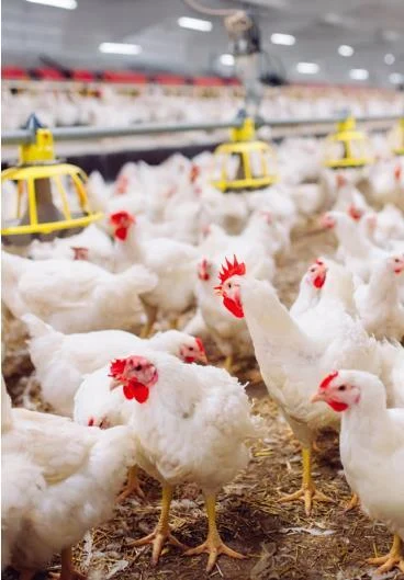 Poultry at the Shafa Farms facility